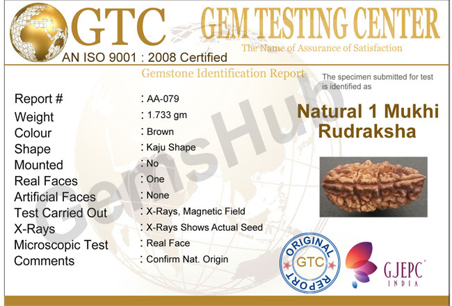 1 Face/Mukhi Certified Rudraksha Size- 30.60 mm